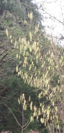 Photo of free Large Hazel Shrubs (IP5) #2