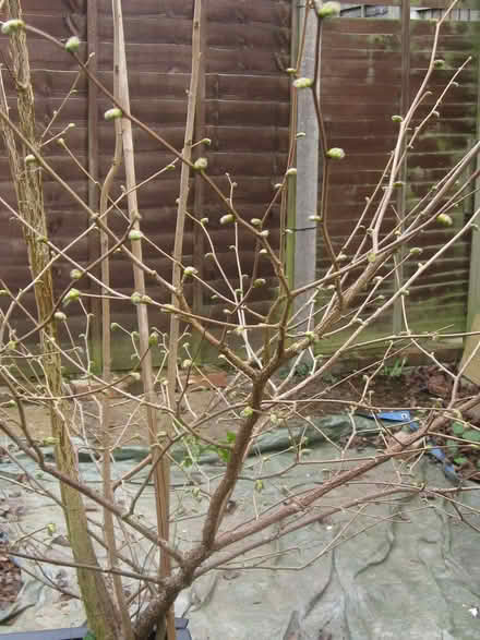 Photo of free Large Hazel Shrubs (IP5) #1