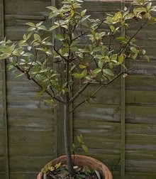 Photo of free Ornamental Laurel (City Centre NR3) #1