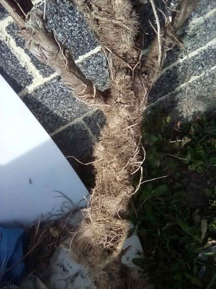 Photo of free 3 Large Branches From Trees (CT9) #4