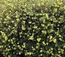 Photo of free Two yellow Potentilla garden shrubs (IP5) #1