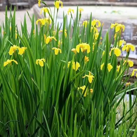 Photo of free Yellow iris - native wetland - several (Norbiton KT1) #2