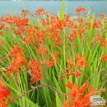 Photo of free Crocosmias - fire orange (Norbiton KT1) #2