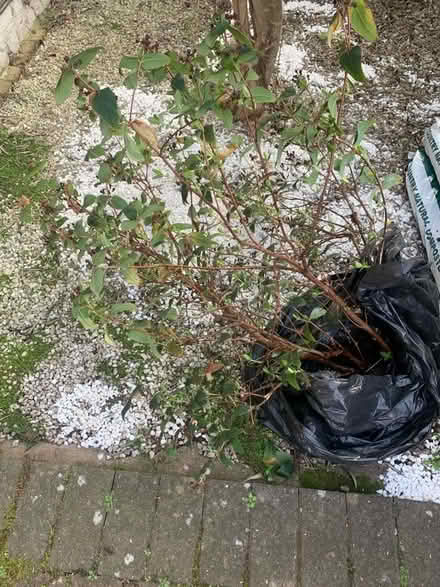 Photo of free Hypericum ‘Miracle Summer’ shrub (Norbiton KT1) #1