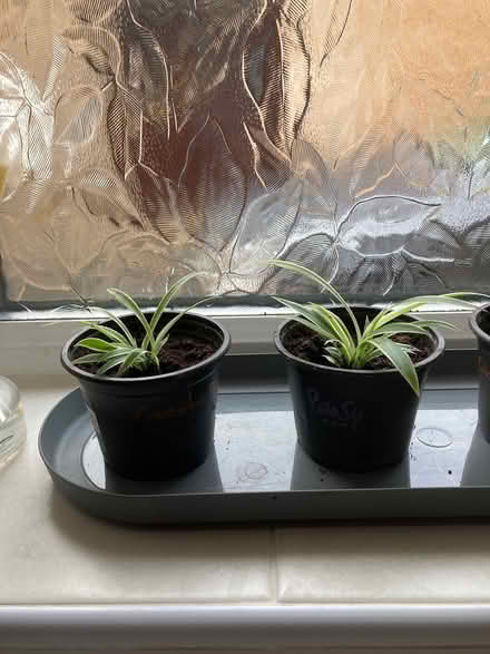 Photo of free Baby spider plants (Sutton Courtenay OX14) #1
