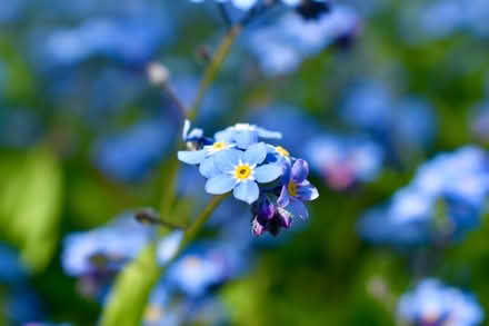 Photo of free Forget-me-nots (Hatfield AL10) #1