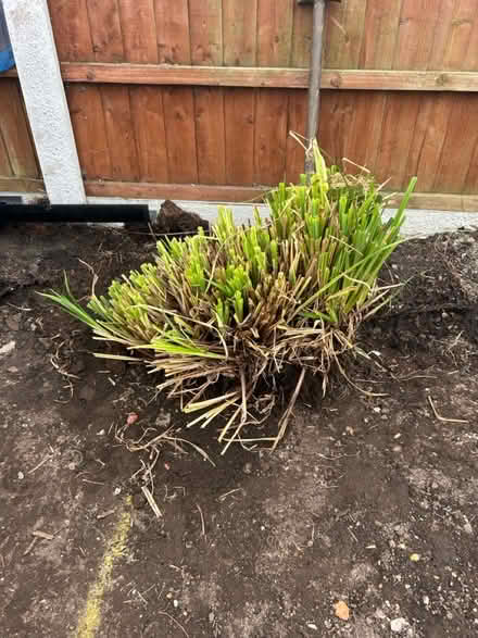 Photo of free Pampas grass (Chorley PR7) #3