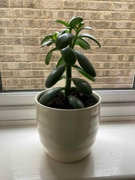 Photo of free Succulent plants (Sutton Courtenay OX14) #1