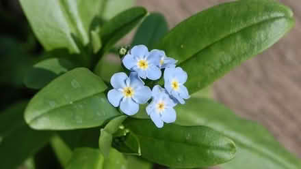 Photo of free Water forget-me-not (WA3) #2