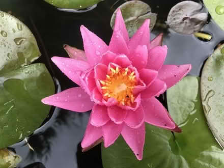 Photo of free Water Lily (WA3) #2