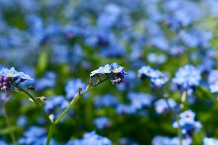 Photo of free Forget-me-nots (Hatfield AL10) #2