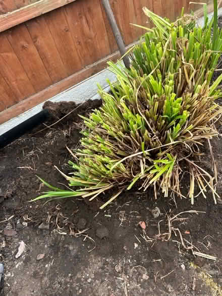 Photo of free Pampas grass (Chorley PR7) #2