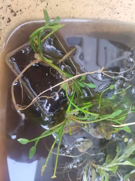Photo of free Lesser Spearwort (WA3) #1