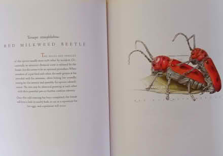 Photo of free Book (North Shoreline) #2