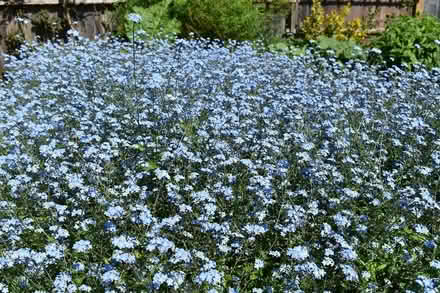 Photo of free Forget-me-nots (Hatfield AL10) #3