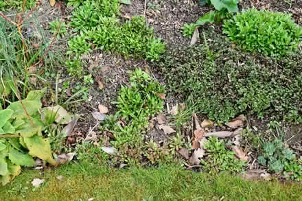 Photo of free Forget-me-nots (Hatfield AL10) #4