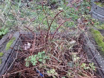 Photo of free Hops and Lemon Balm Plants (Interbay/Queen Anne) #1