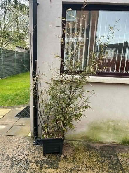 Photo of free Rare black bamboo plant (BT6) #1
