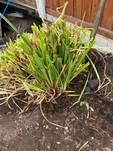 Photo of free Pampas grass (Chorley PR7) #1