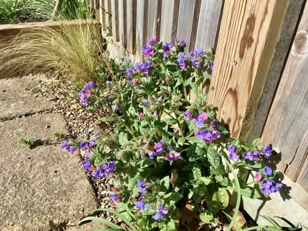 Photo of free Pulmonaria young plants (Hatfield AL10) #3