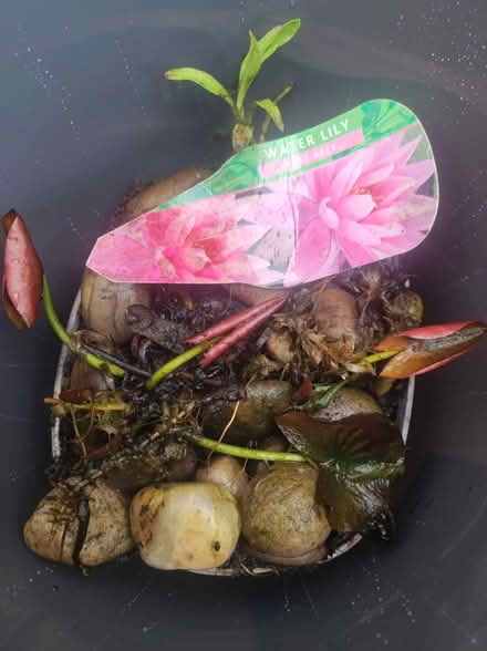 Photo of free Water Lily (WA3) #1
