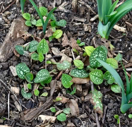 Photo of free Pulmonaria young plants (Hatfield AL10) #4