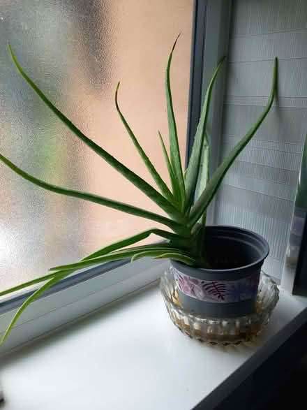 Photo of free Large Aloe Vera Plant (Aston-on-Trent DE72) #1