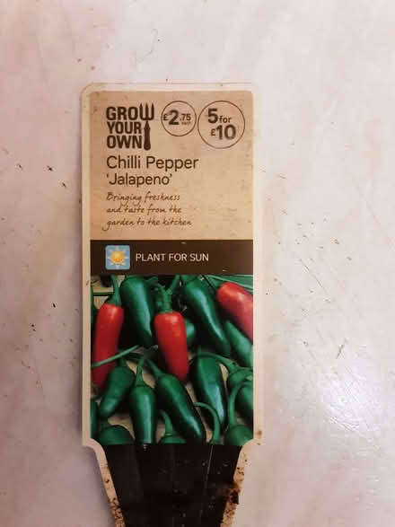 Photo of free Jalapeno Chili plant (Old Headington OX3) #2