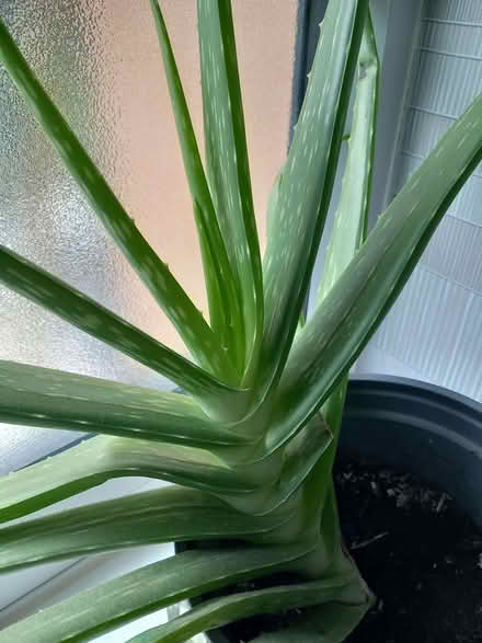 Photo of free Large Aloe Vera Plant (Aston-on-Trent DE72) #2
