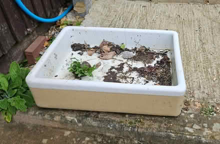 Photo of free Large sink, used as a planter (Ware SG12) #2
