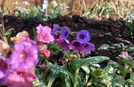Photo of free Pulmonaria young plants (Hatfield AL10) #1