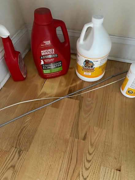 Photo of free Rug Cleaner Pet Stains (skokie) #1