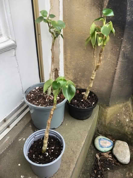 Photo of free 3 house plants (Kirkstall LS5) #1