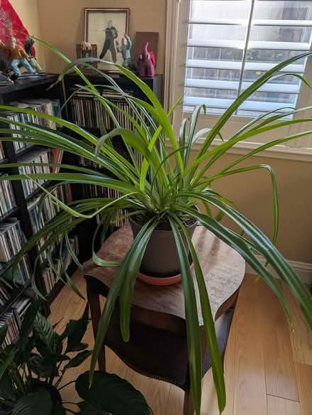 Photo of free Mature spider plant (Hercules) #1
