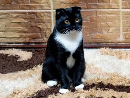 Photo of Wet cat food (Reading RG2) #1