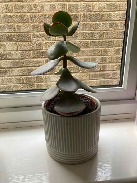 Photo of free Succulent plants (Sutton Courtenay OX14) #2