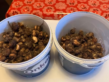 Photo of free Crocosmia bulbs (Woolton L25) #1