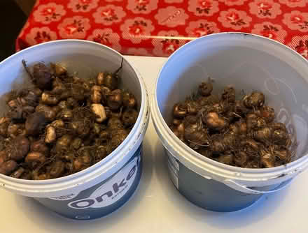 Photo of free Crocosmia bulbs (Woolton L25) #1
