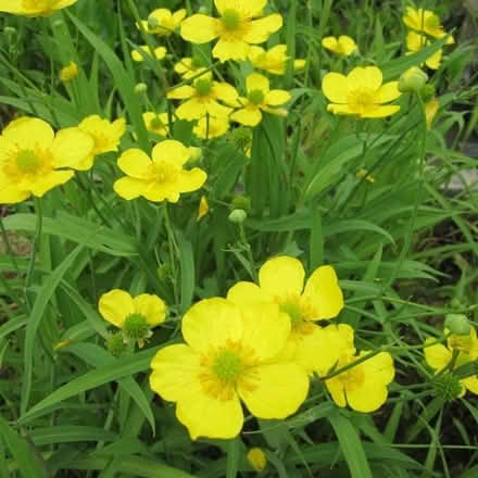 Photo of free Lesser Spearwort (WA3) #2