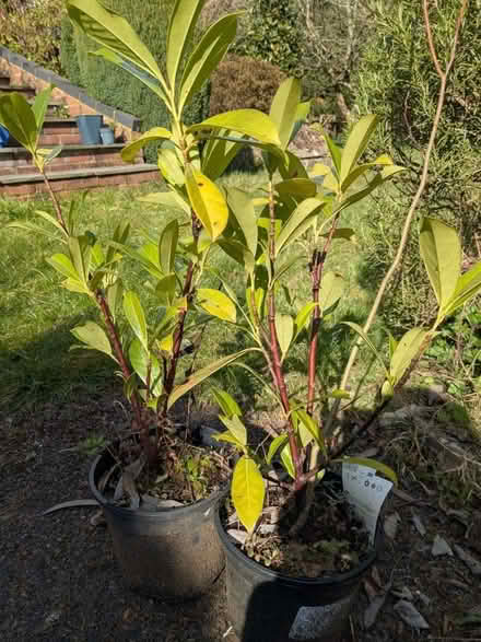 Photo of free 2 Laurel hedging plants (Sheet GU32) #1