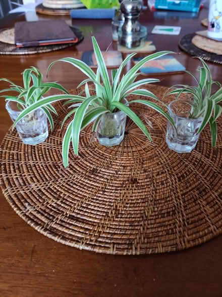 Photo of free 3 rooted baby spider plants (Richmond TW9) #1