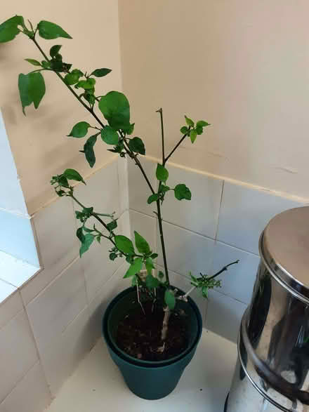 Photo of free Jalapeno Chili plant (Old Headington OX3) #1