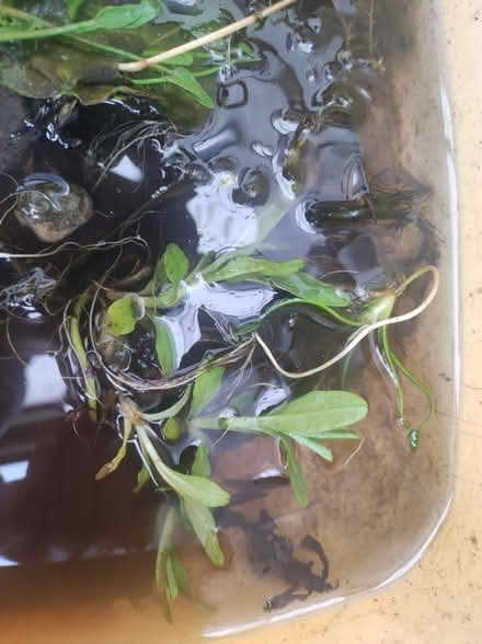 Photo of free Water forget-me-not (WA3) #1