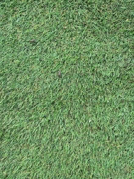 Photo of free Astroturf 180x260 (New Malden KT3) #1