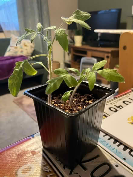 Photo of free Tomato seedlings 🌱 (Waddon) #1