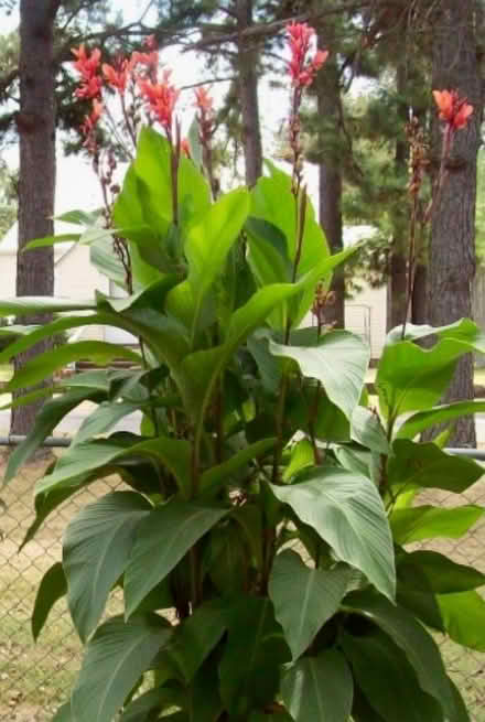 Photo of free Canna rhizomes (Hillsmere) #2