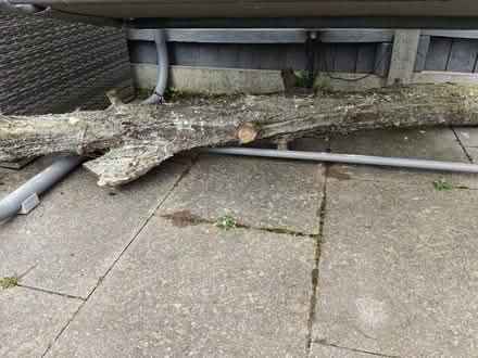 Photo of free Firewood (NR7) #2