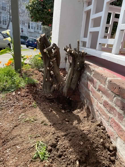 Photo of free Wisteria Stump (East Temesca) (East Temescal, (off Broadway)) #2