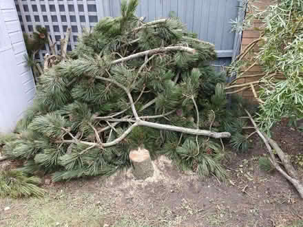 Photo of free Firewood (NR7) #1