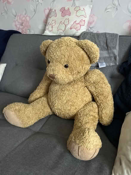 Photo of free Large bear factory bear (Eastbourne BN237) #1